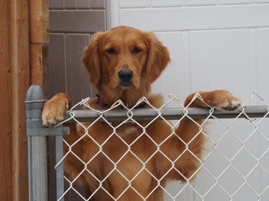 a large dog with their front paws resting on the top of a chainlink fence staring directly at the camera