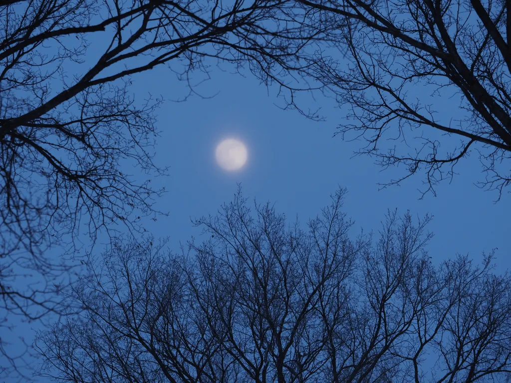 a hazy full moon in a blue sky flanked by the sillhouettes of tree branches