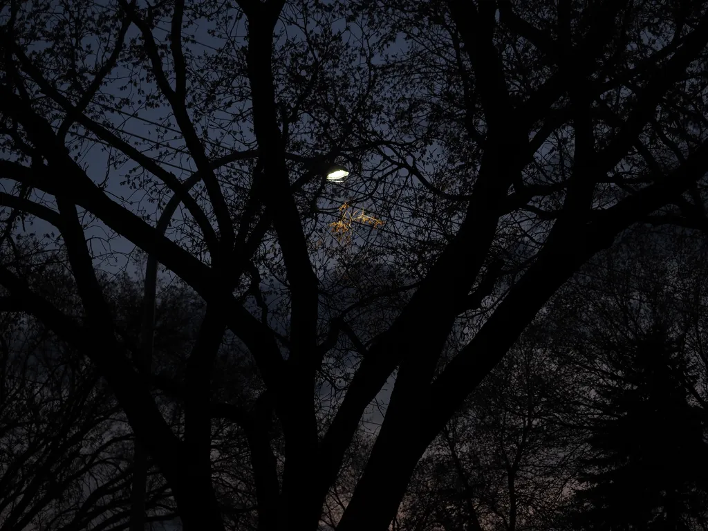 a streetlight luminating a tree branch