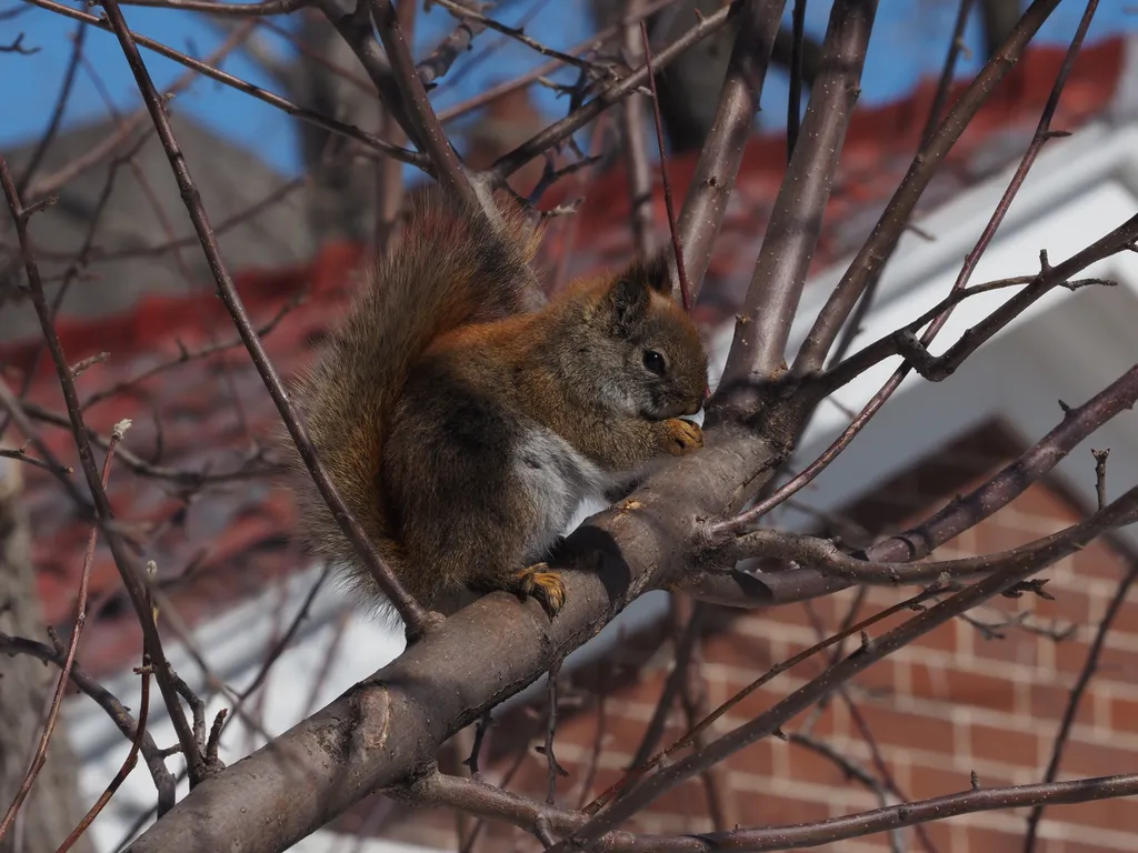 a squirrel pirched in a leafless tree