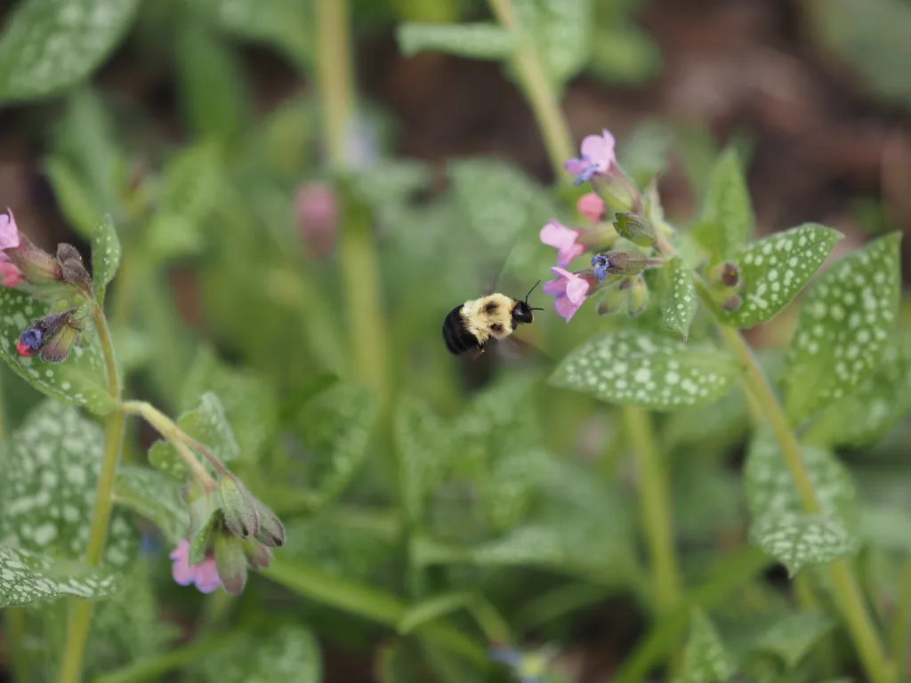 a big fuzzy bee, mid-flight, examining a small pink flower (lungwart)