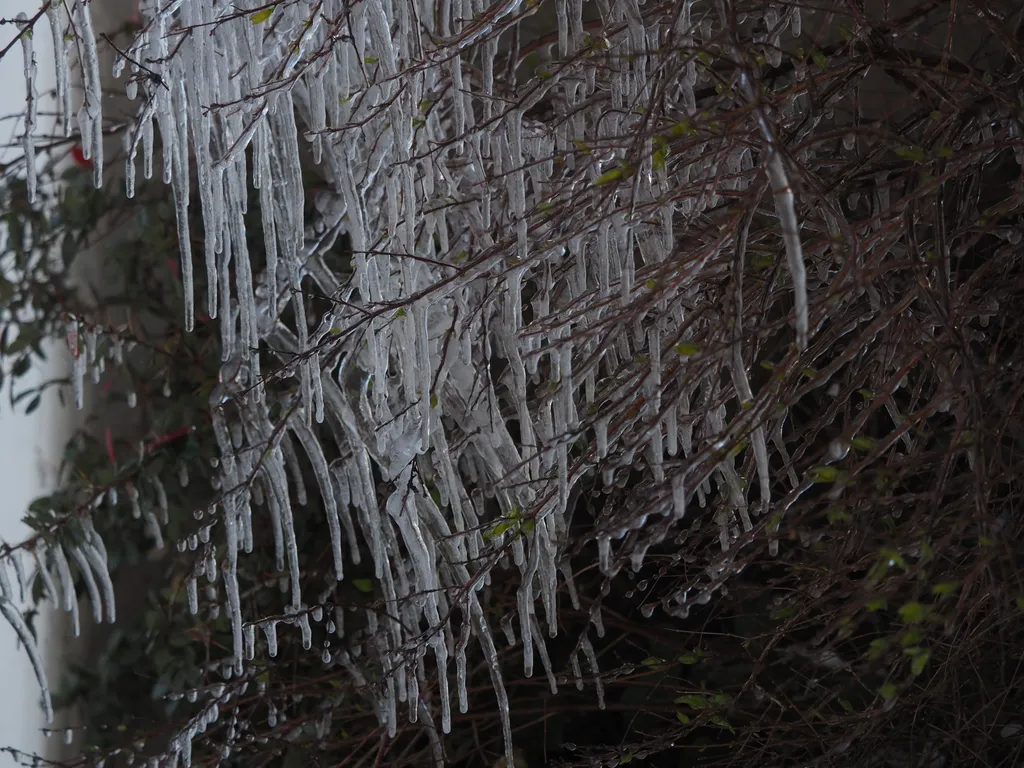 round icicles dripping from a flash-frozen shrub