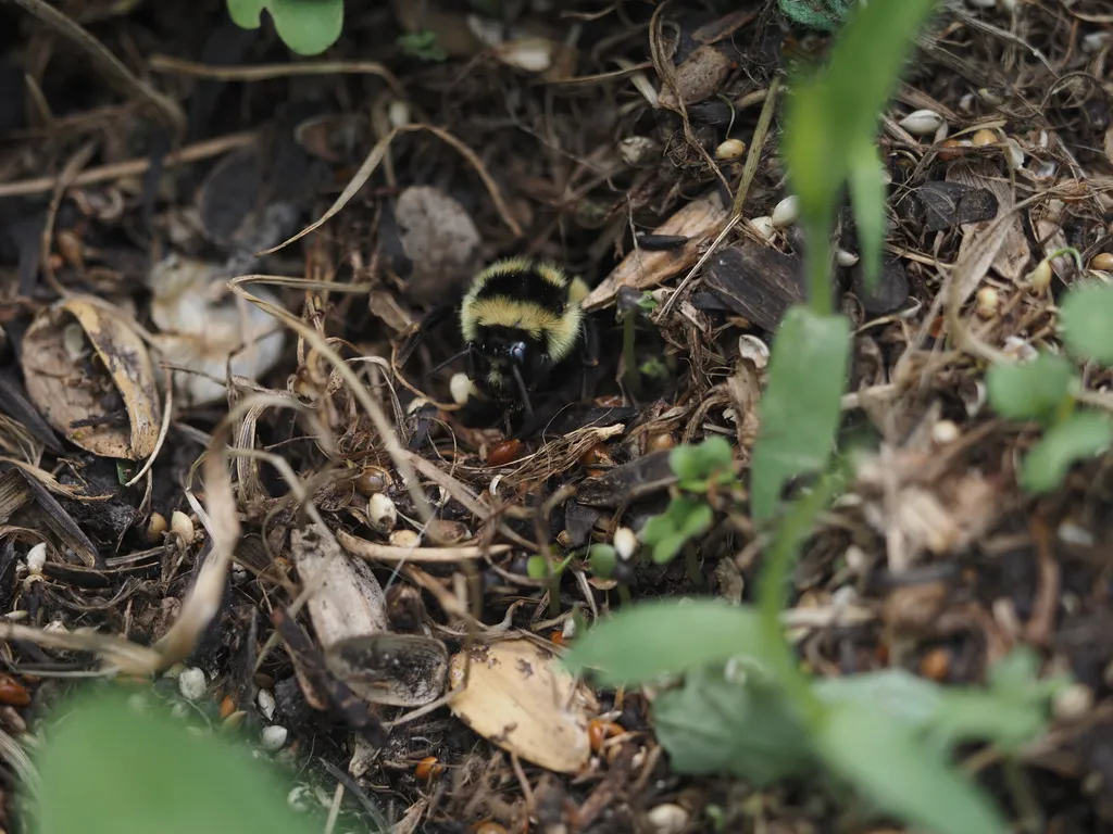 a fuzzy bee digging through empty seedpods beneath a bird feeder