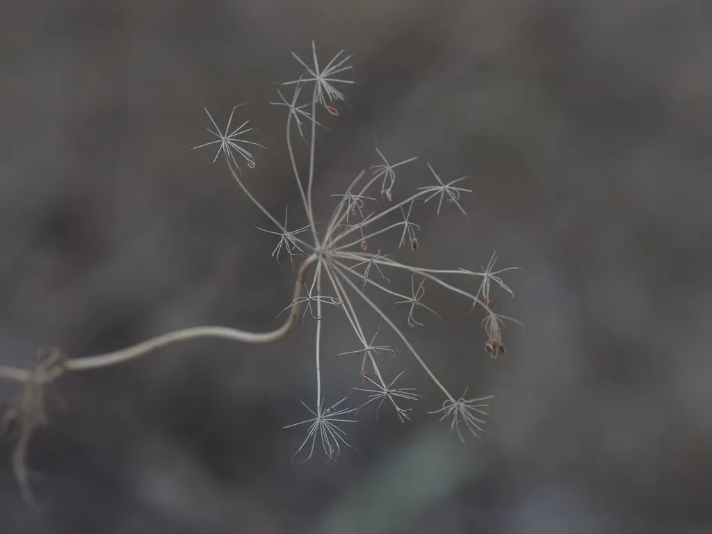 the fractal stem of a dead flower