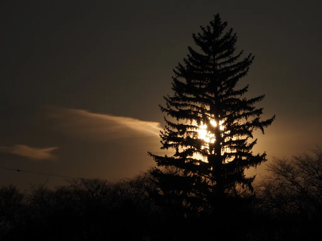 the sun setting behind a large pine