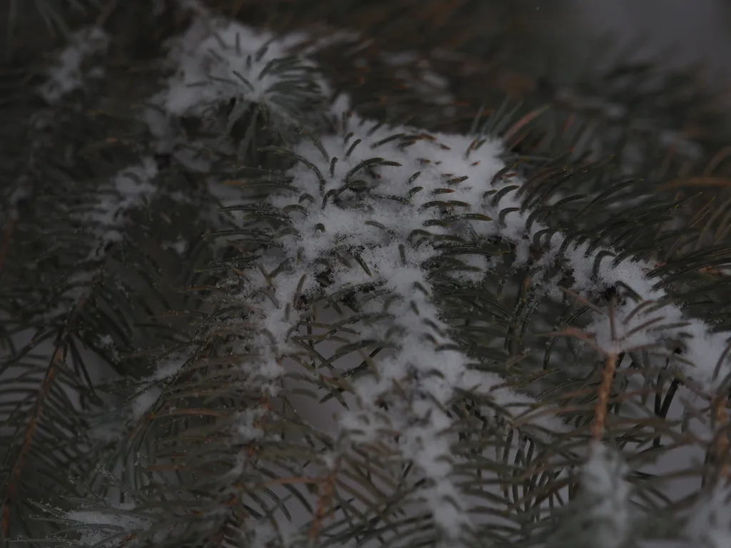 light powdery snow on the branch of a pine tree