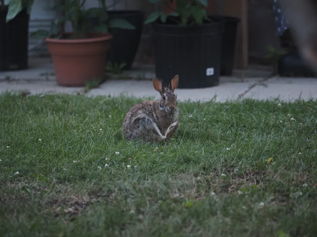 A rabbit sitting in a yard with their back leg up