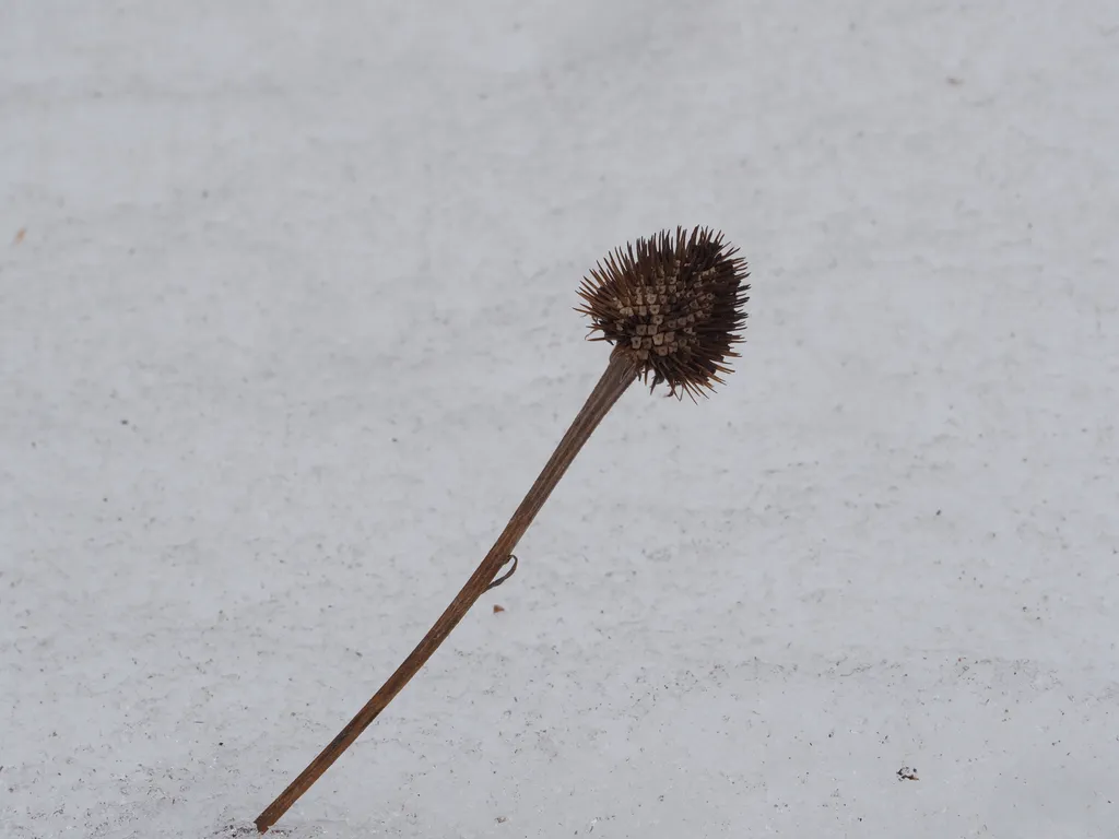 a dead flower sticking out of dirty snow