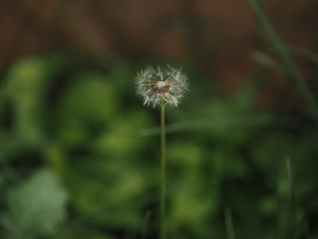 a white dandelion with all the seeds on top missing