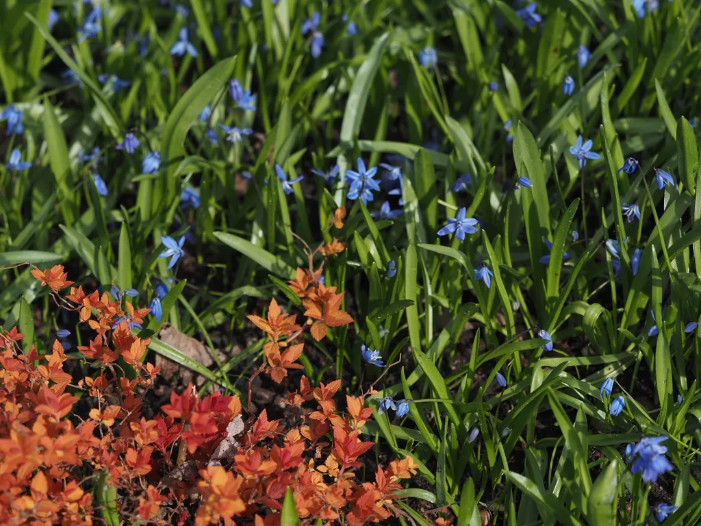 an orange-red leafy plant next to a field of blue flowers