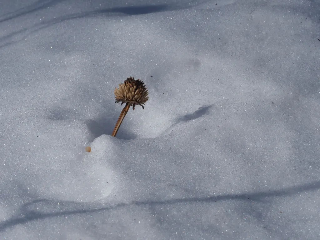 a dead flower emerging from a snow drift