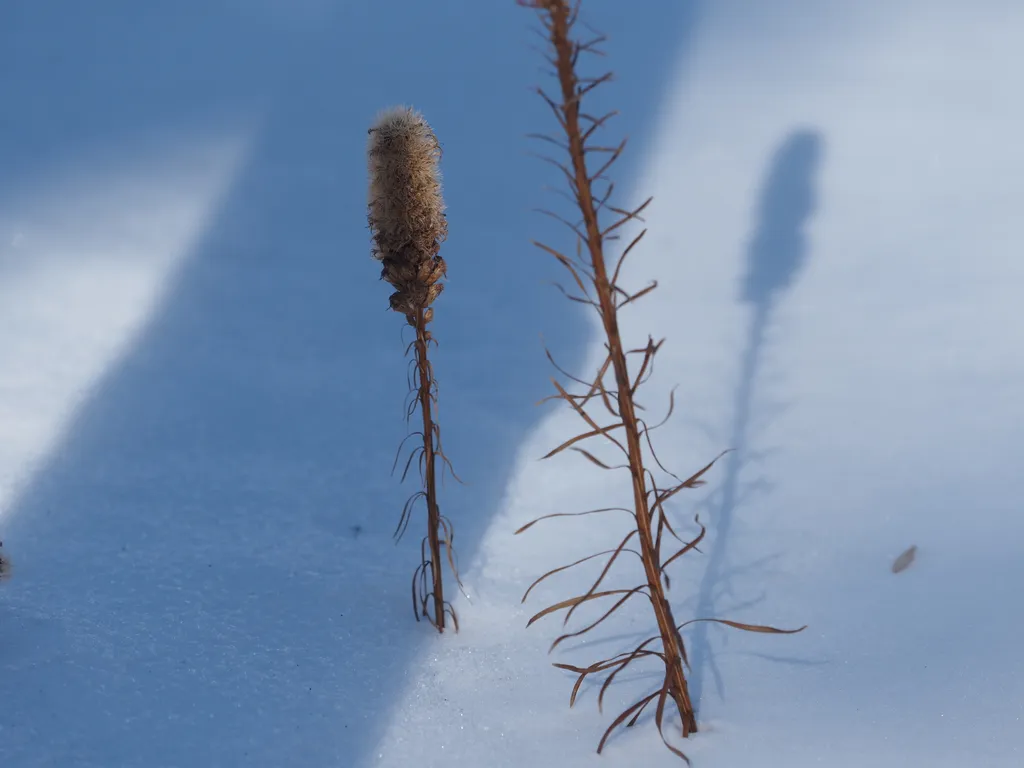 a small dead flower with a larger of the same species extending above the frame beside it and with the shadow of a tree hiding its own shadow