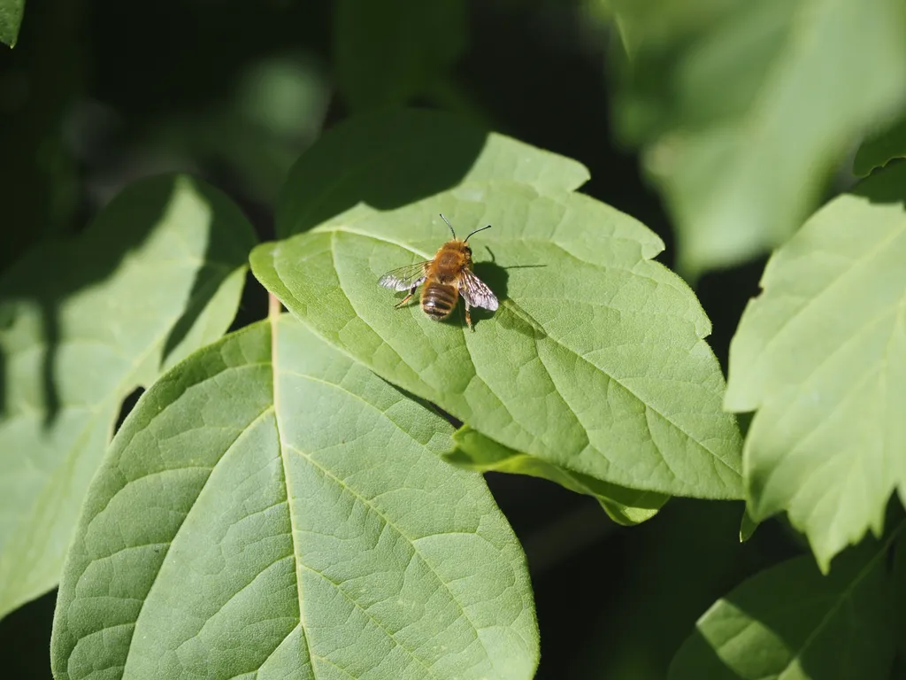 a bee casting a shadow on a leaf