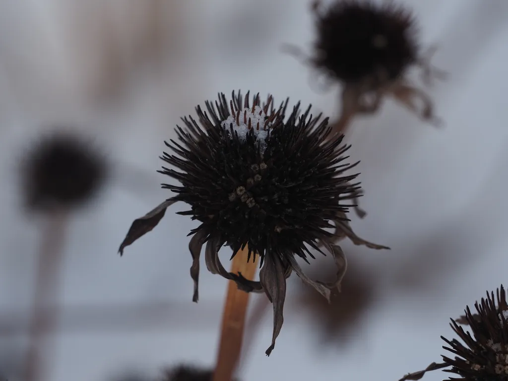 a tiny bit of snow on a dead coneflower