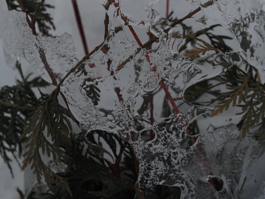 a partially melted ice bowl filled with cedar leaves