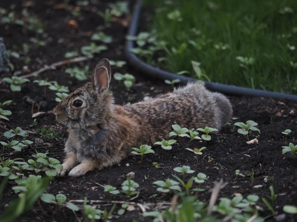 a rabbit lying in a garden but with their ears perked and a watchful eye on the camera