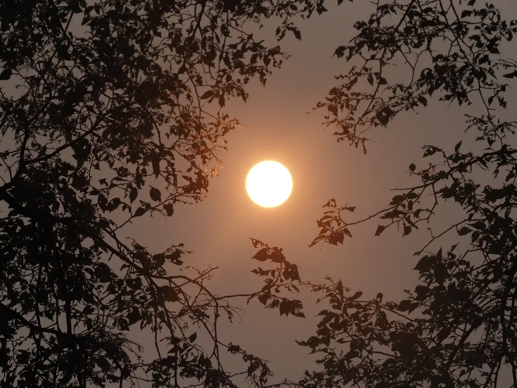 a bright sun in a bronze sky flanked by trees