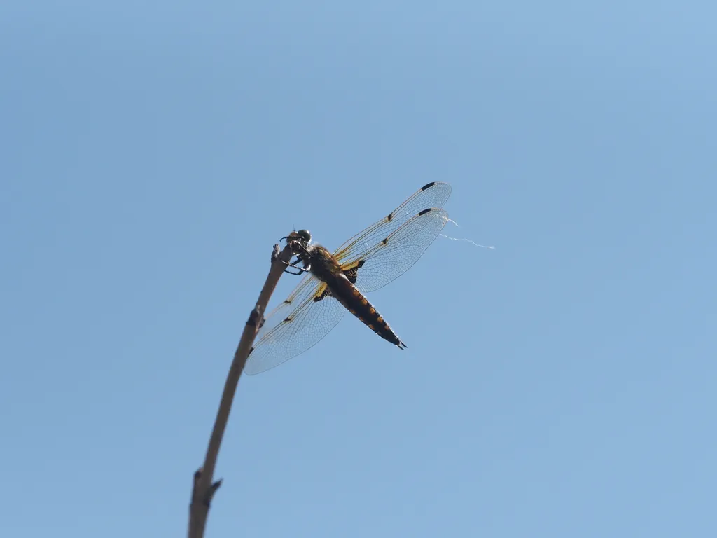 a dragonfly on a branch