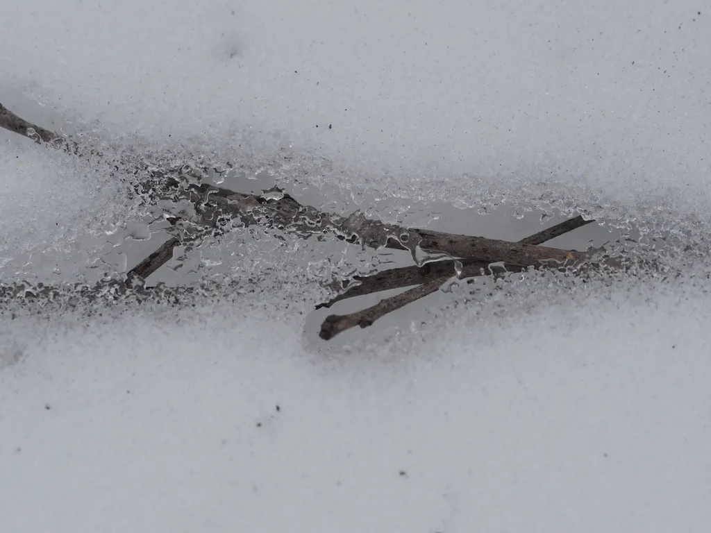 a branch emerging from a melting snowdrift