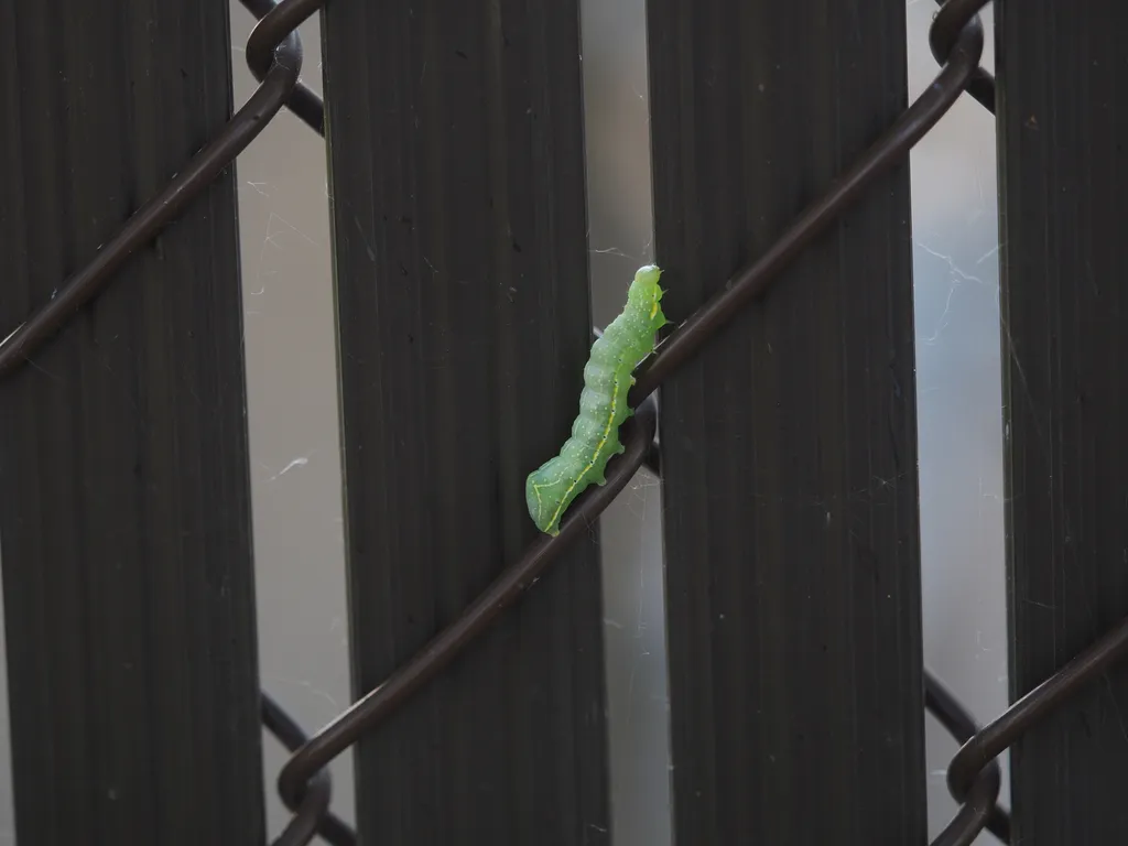 a chubby green caterpillar climbing up a fence