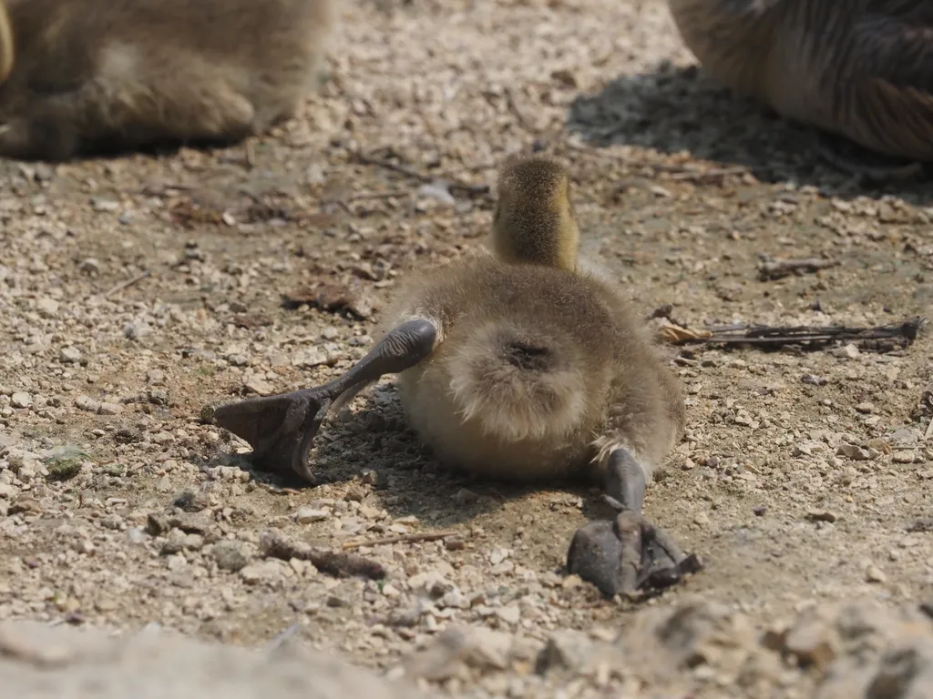 a goose stretching their back legs