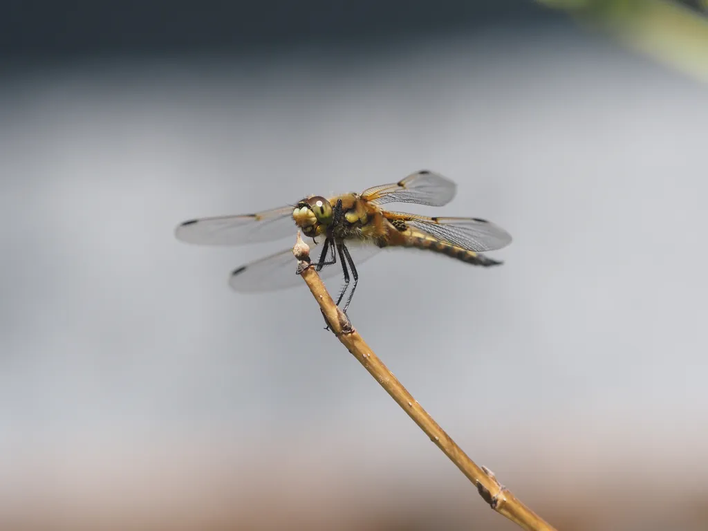 a dragonfly on a branch