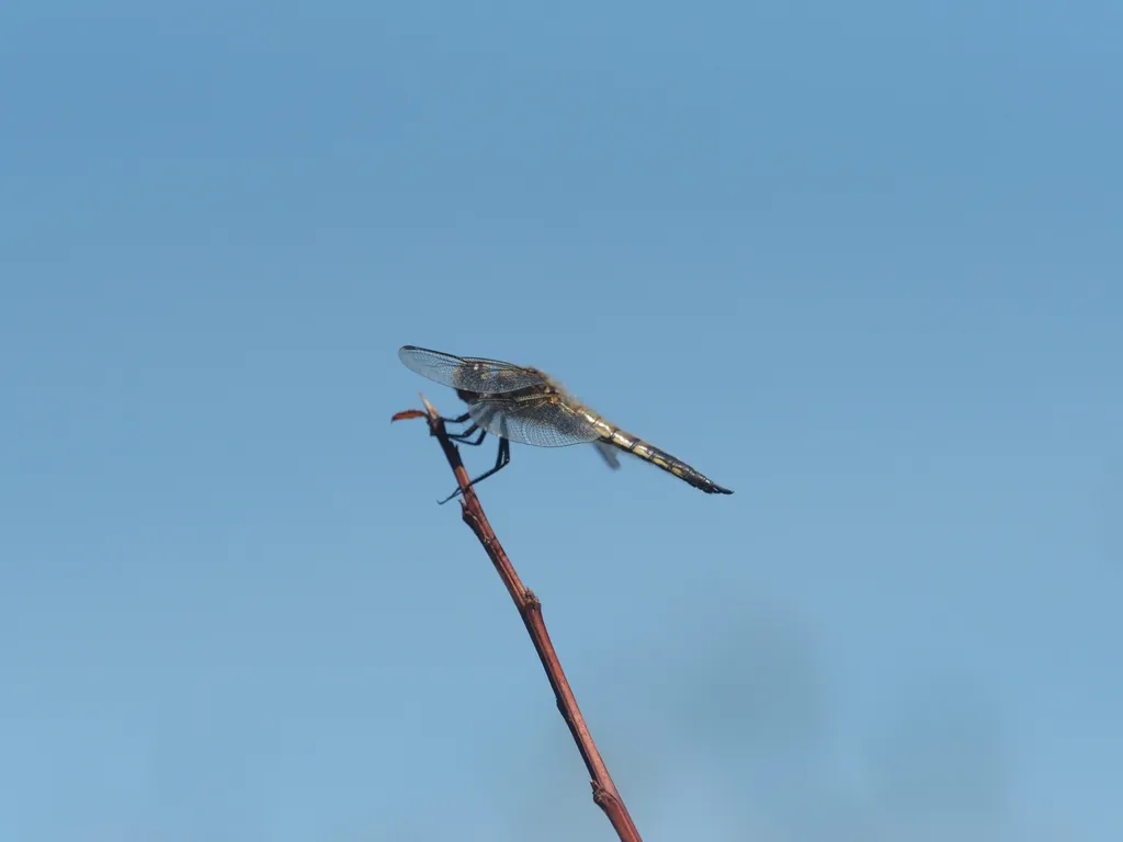 a dragonfly on a branch