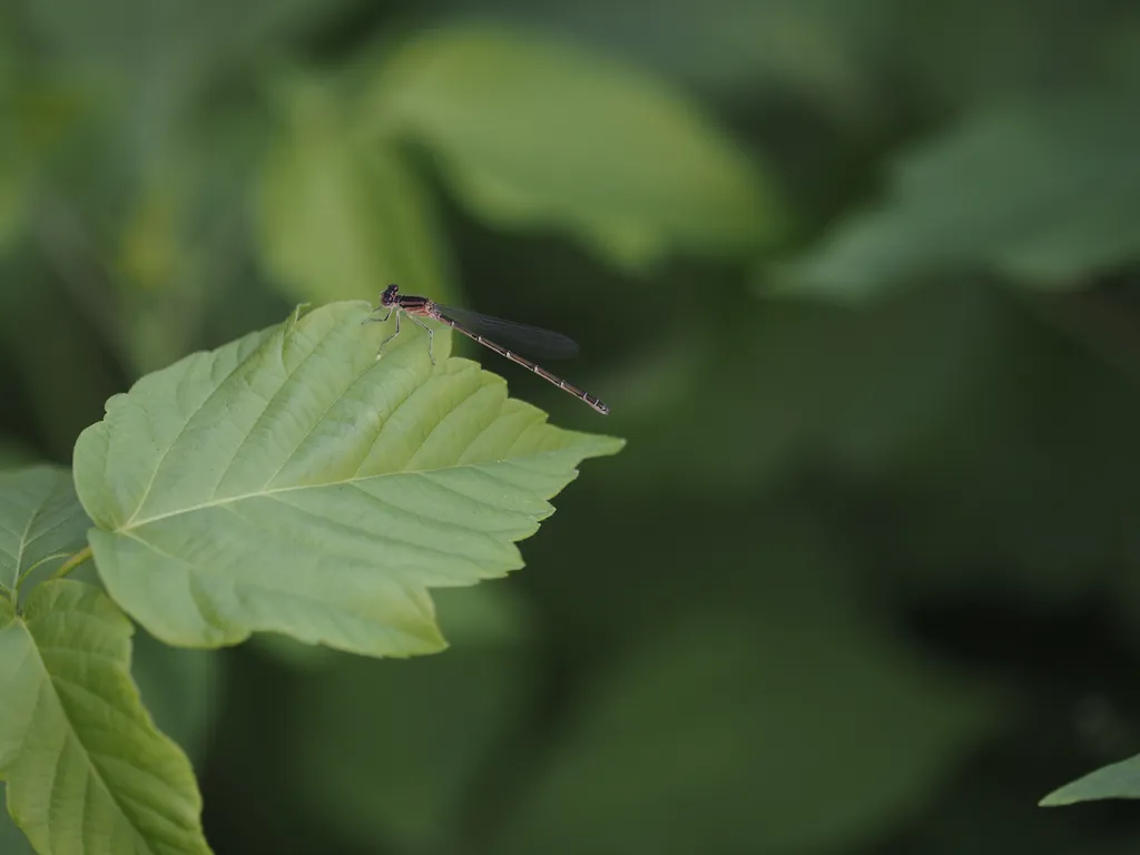 a bronze and black damselfly on a green leaf