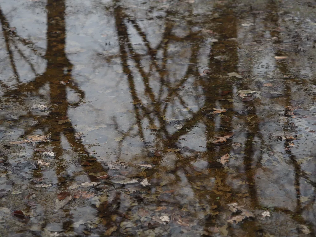 bare trees reflected in a shallow pond