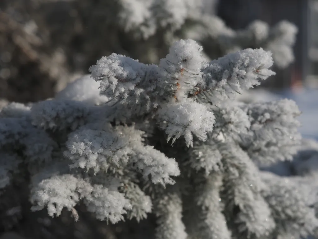 a pine tree covered in puffy snow (including the underside)