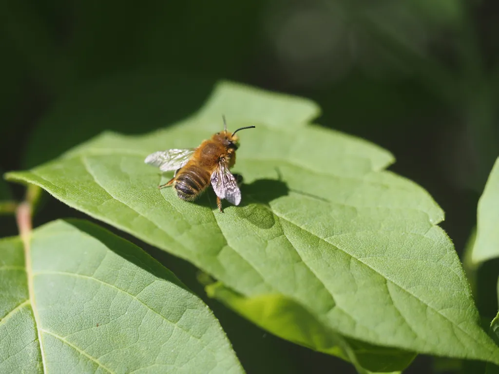 a bee casting a shadow on a leaf