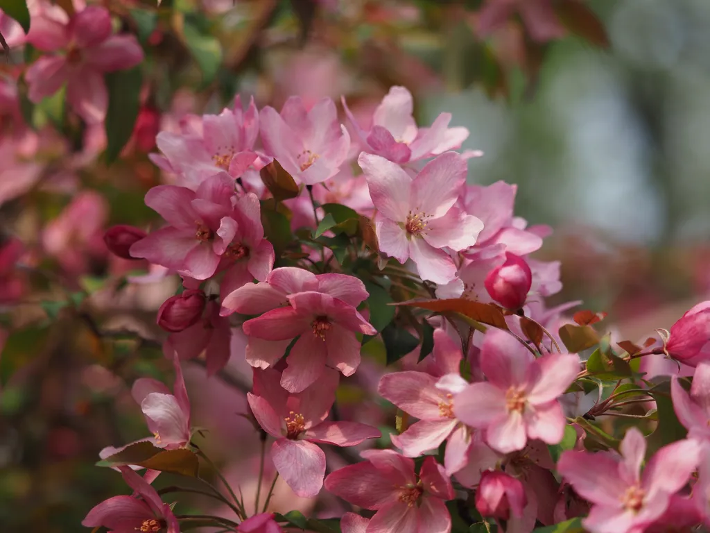 a tree branch covered in pink flowers