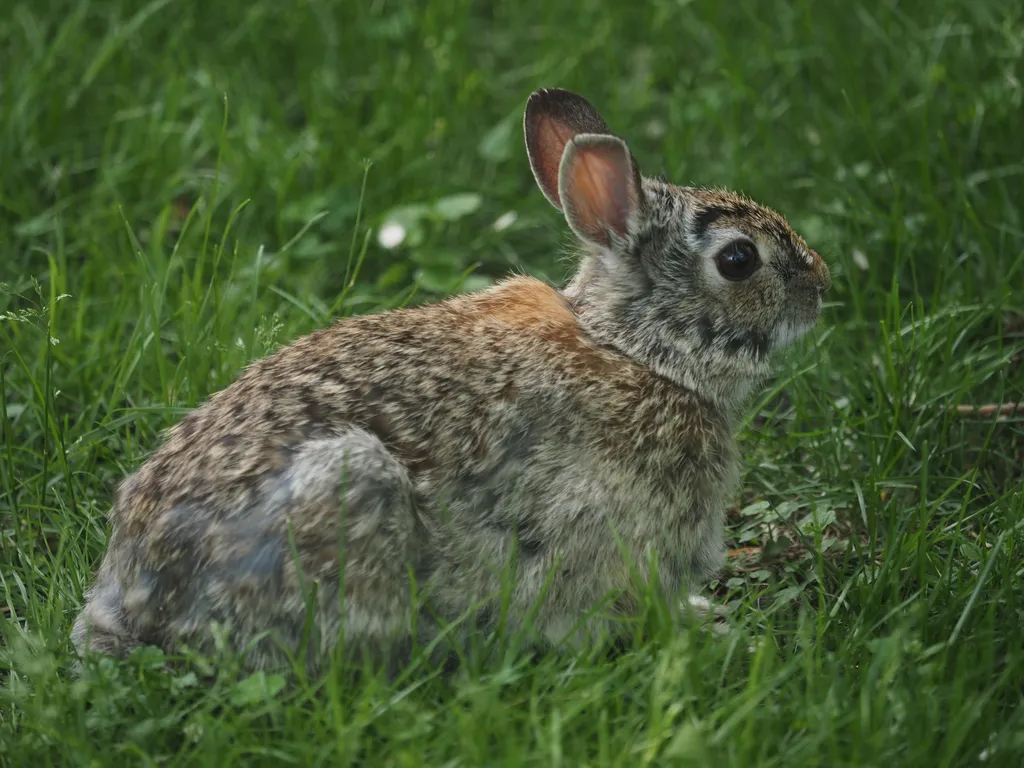 a rabbit that has not completely shed their winter coat sitting in the grass