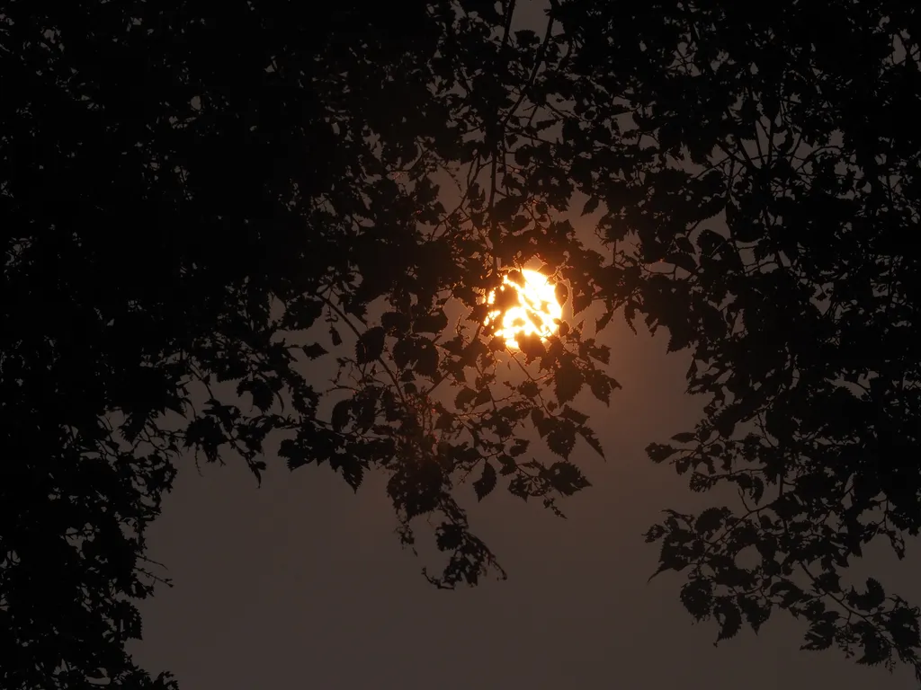 a bright sun in a grey sky lighting the edges of leaves in a tree