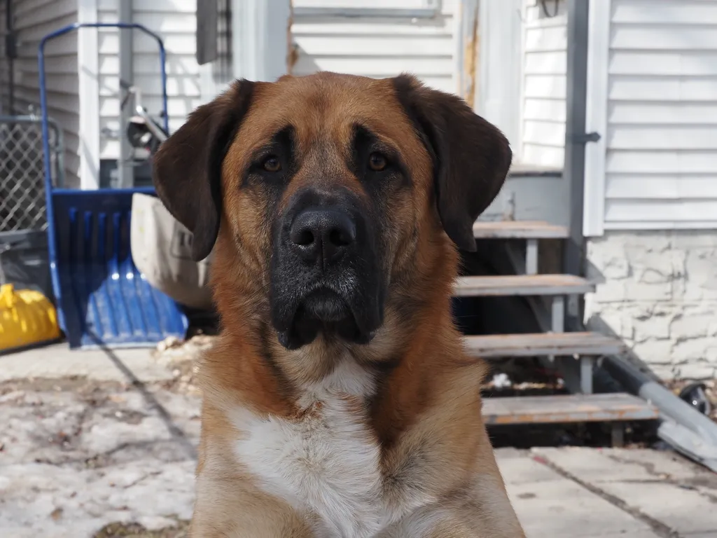 a large dog looks directly at the camera