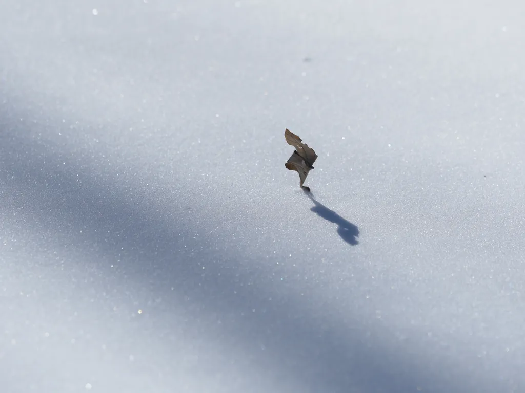 a single dead leaf sticking out of unblemished white snow, and casting a shadow down upon it