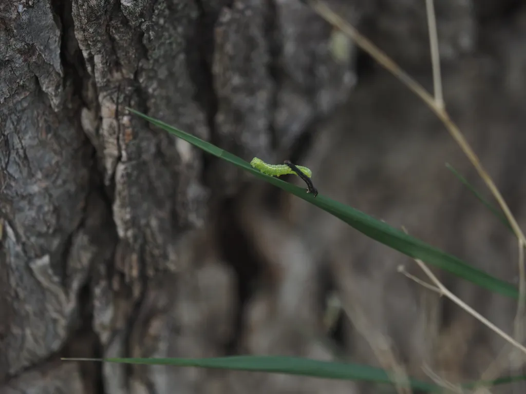 a black caterpillar fights against a larger green one on a blade of grass