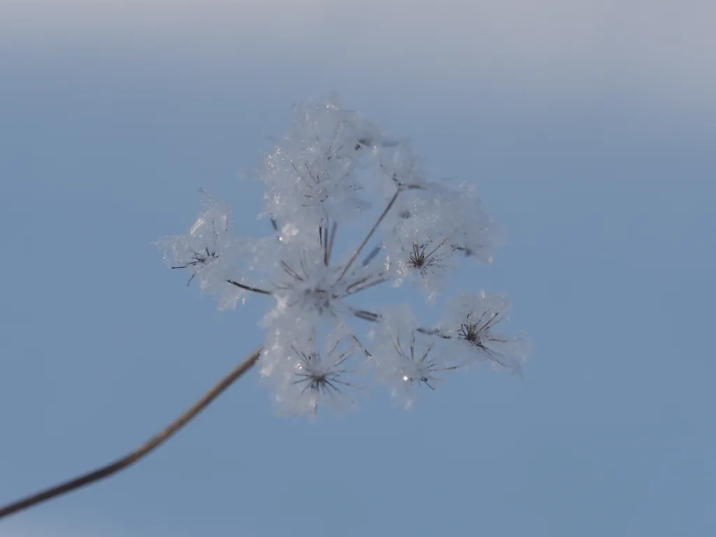 fresh, puffy snow resting on the tip of a dead flower and giving the appearance of dandelion fluff