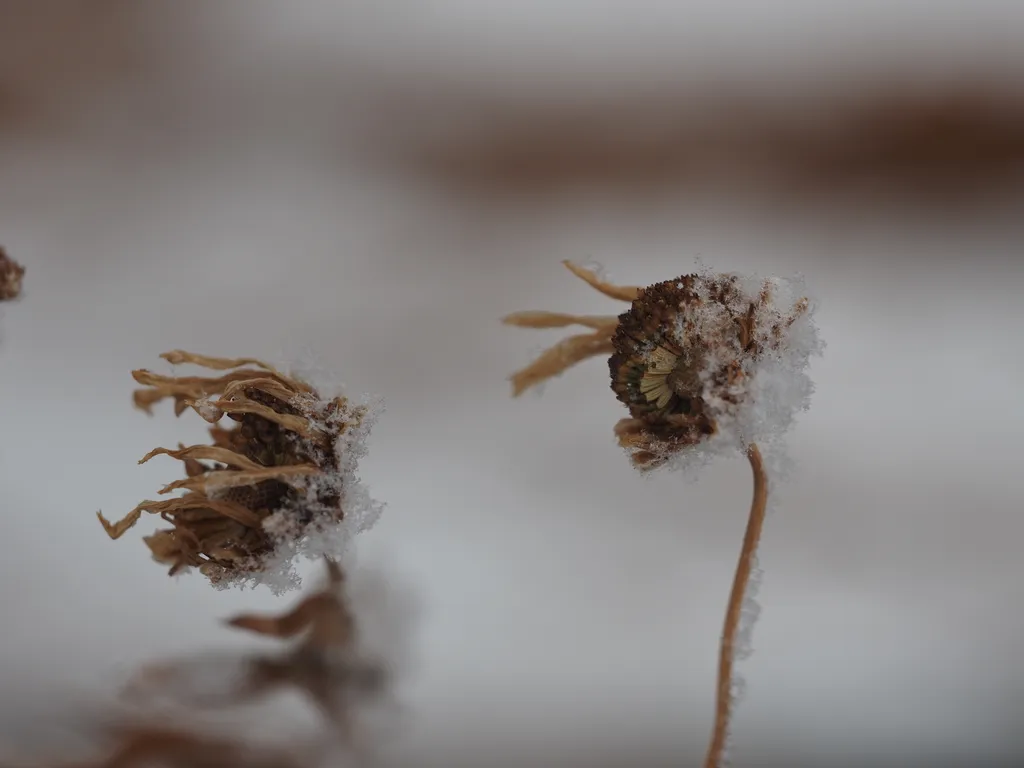 snow on the top of dead flowers