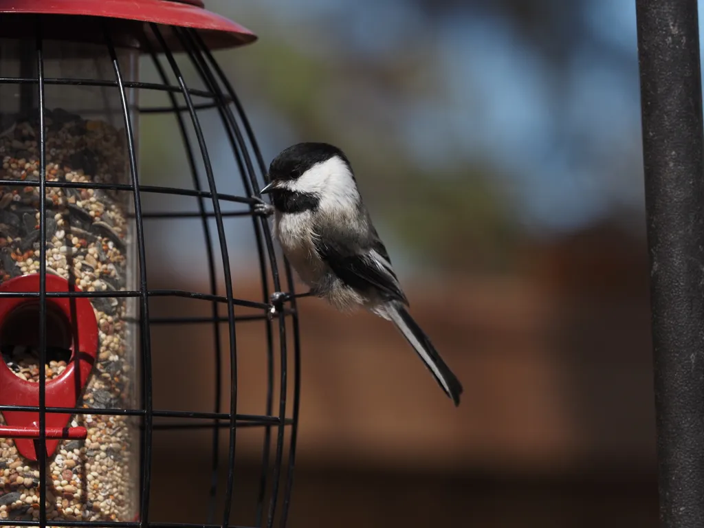 a small grey and black bird perched on the side of a bird feeder