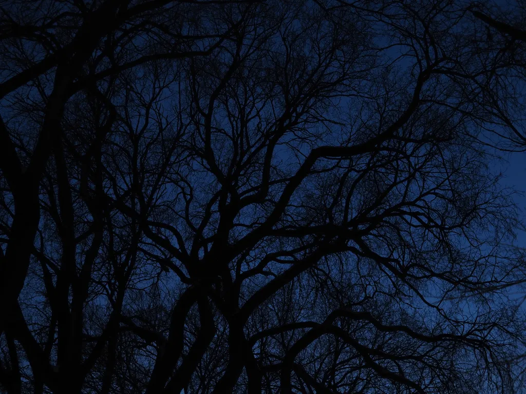 bare branches against a blue sky