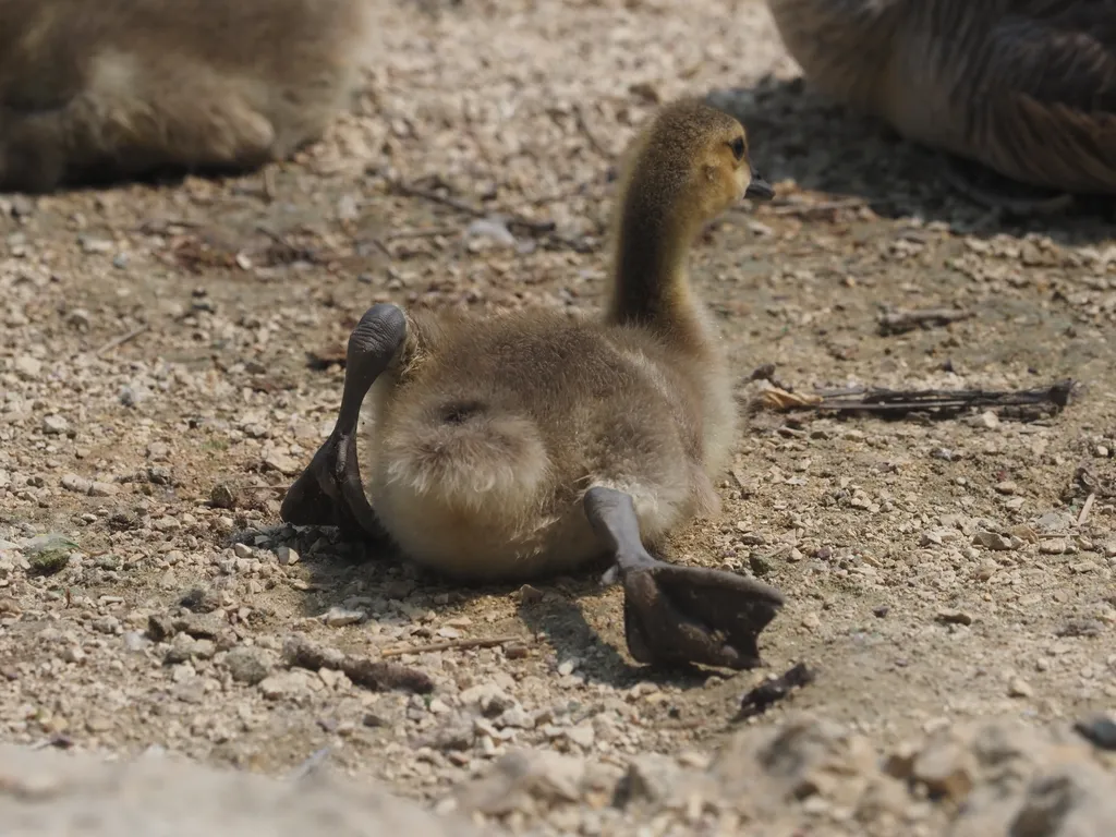 a goose stretching their back legs