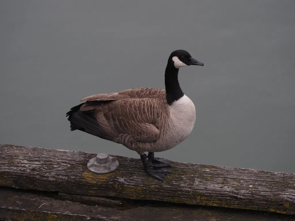 a canada goose standing on a pier