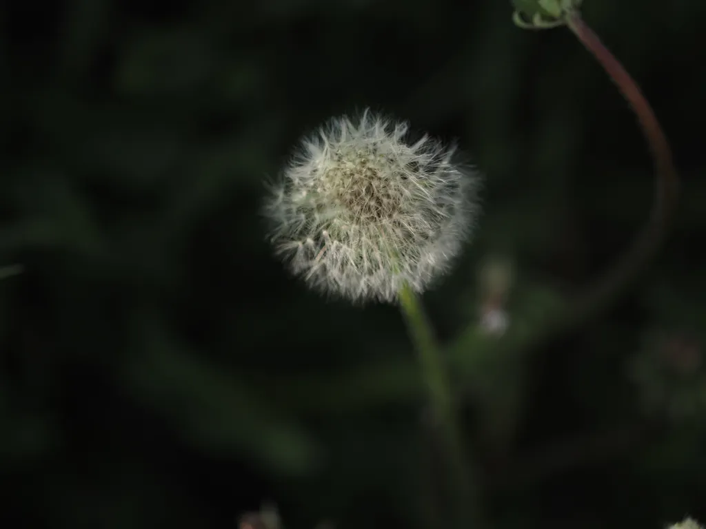 a white dandelion ready to shed its seeds