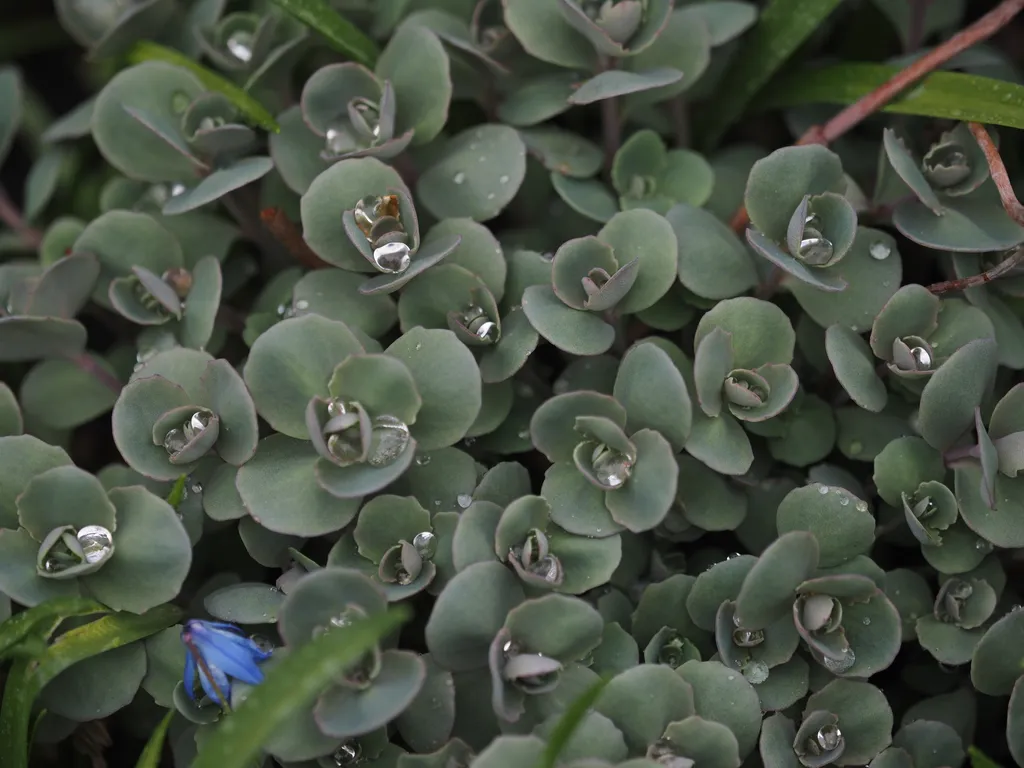 water pooling in the leaves of a patch of succulants