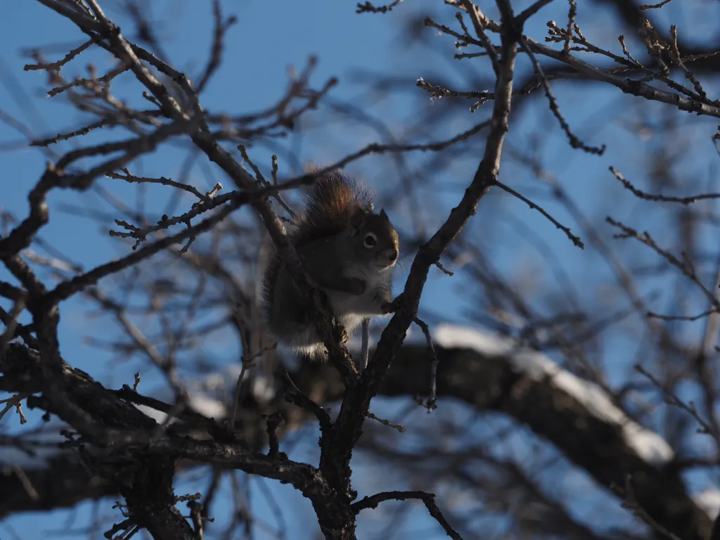 a squirrel in a tree