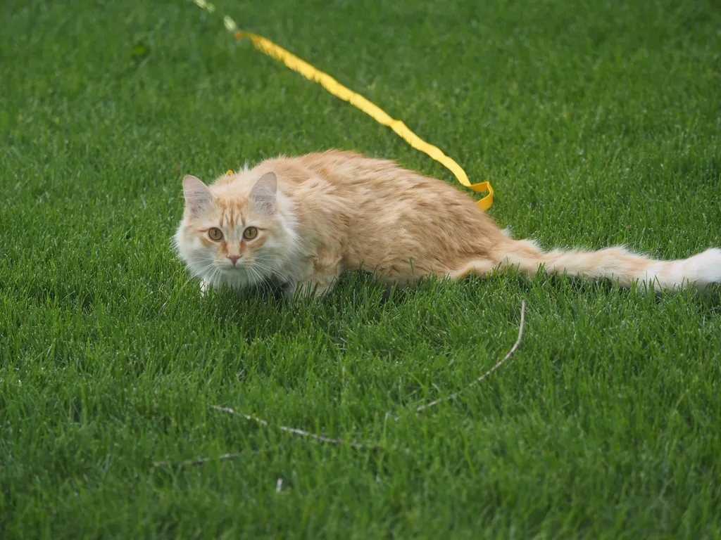 an orage cat on a leash looking curiously at the camera