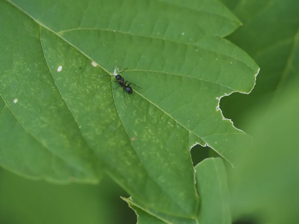 a small black ant on a partially-eaten green leaf