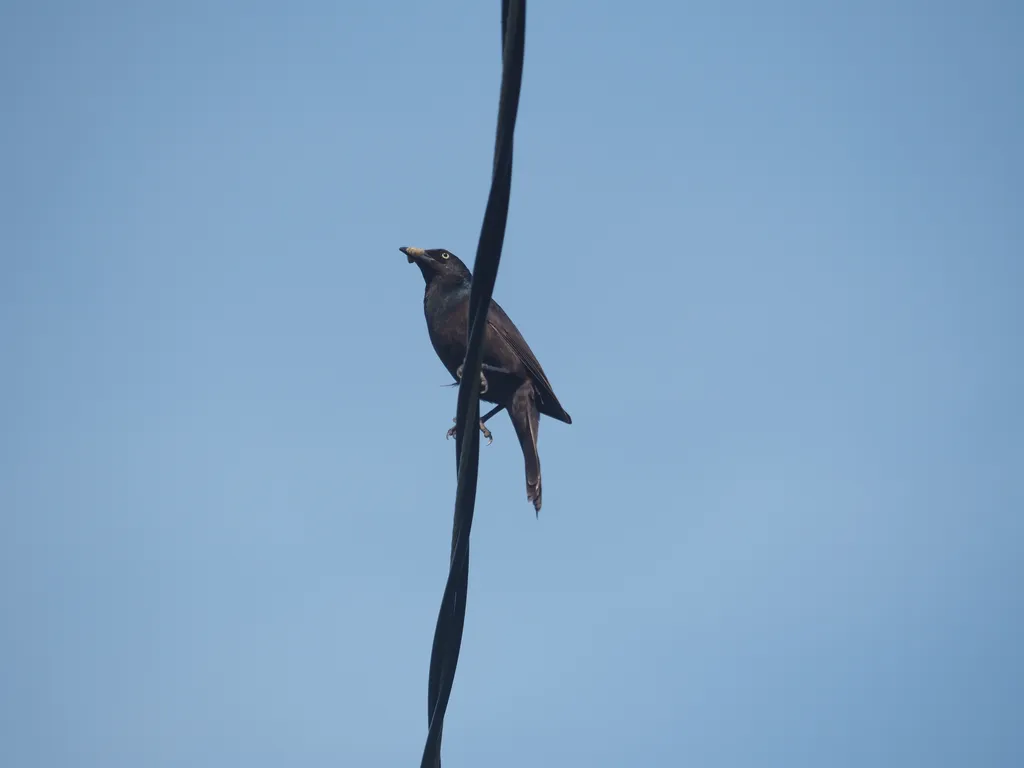 a black bird on a wire with a grub in their mouth