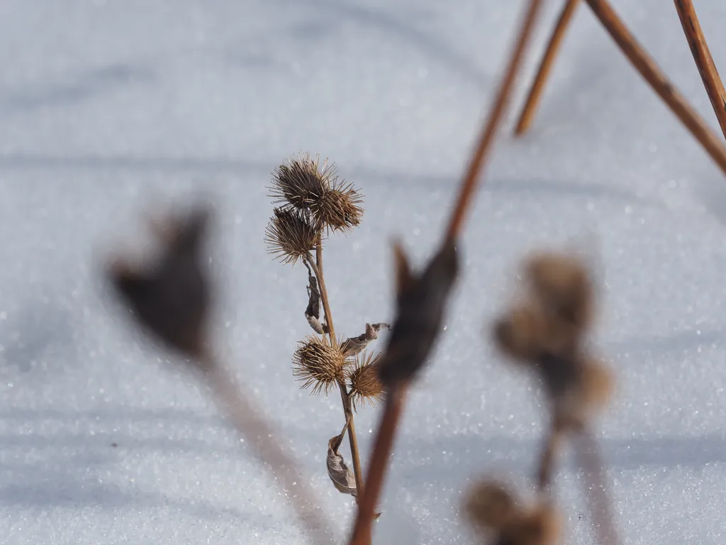 burdock burrs still on a branch in the snow